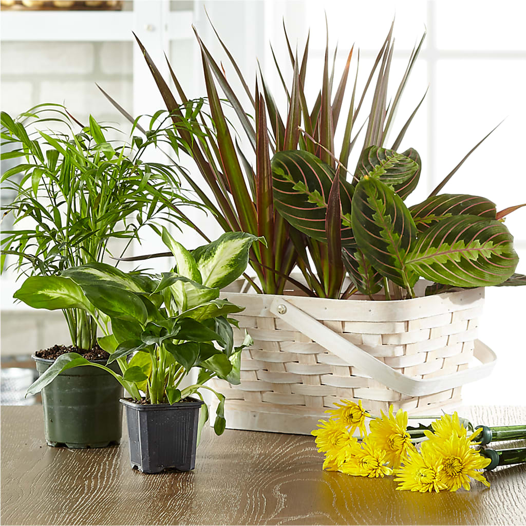Florist Designed Blooming and Green Plants in a Basket – Brown Pleasance Florists Inc, Lakewood OH