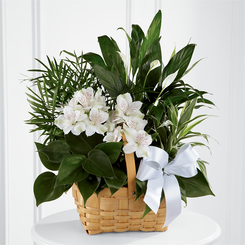 Peace & Serenity Dishgarden – Brown Pleasance Florists Inc, Lakewood OH