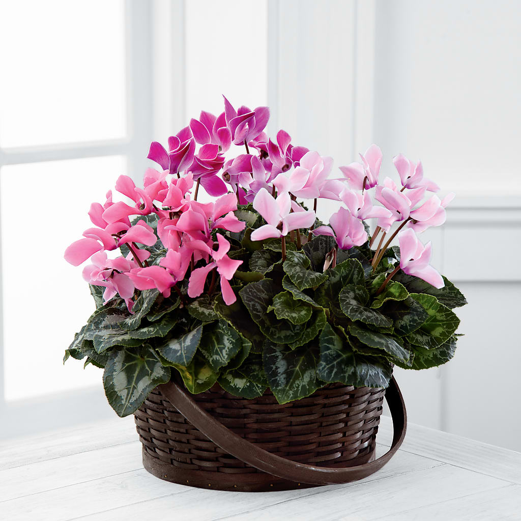 Mixed Cyclamen Planter – Brown Pleasance Florists Inc, Lakewood OH
