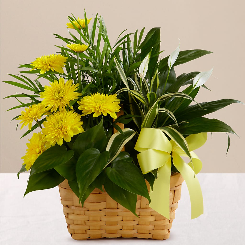 Loving Light Dishgarden – Brown Pleasance Florists Inc, Lakewood OH