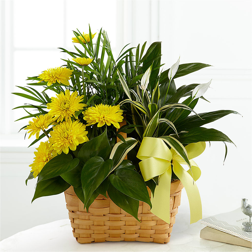Loving Light Dishgarden – Brown Pleasance Florists Inc, Lakewood OH