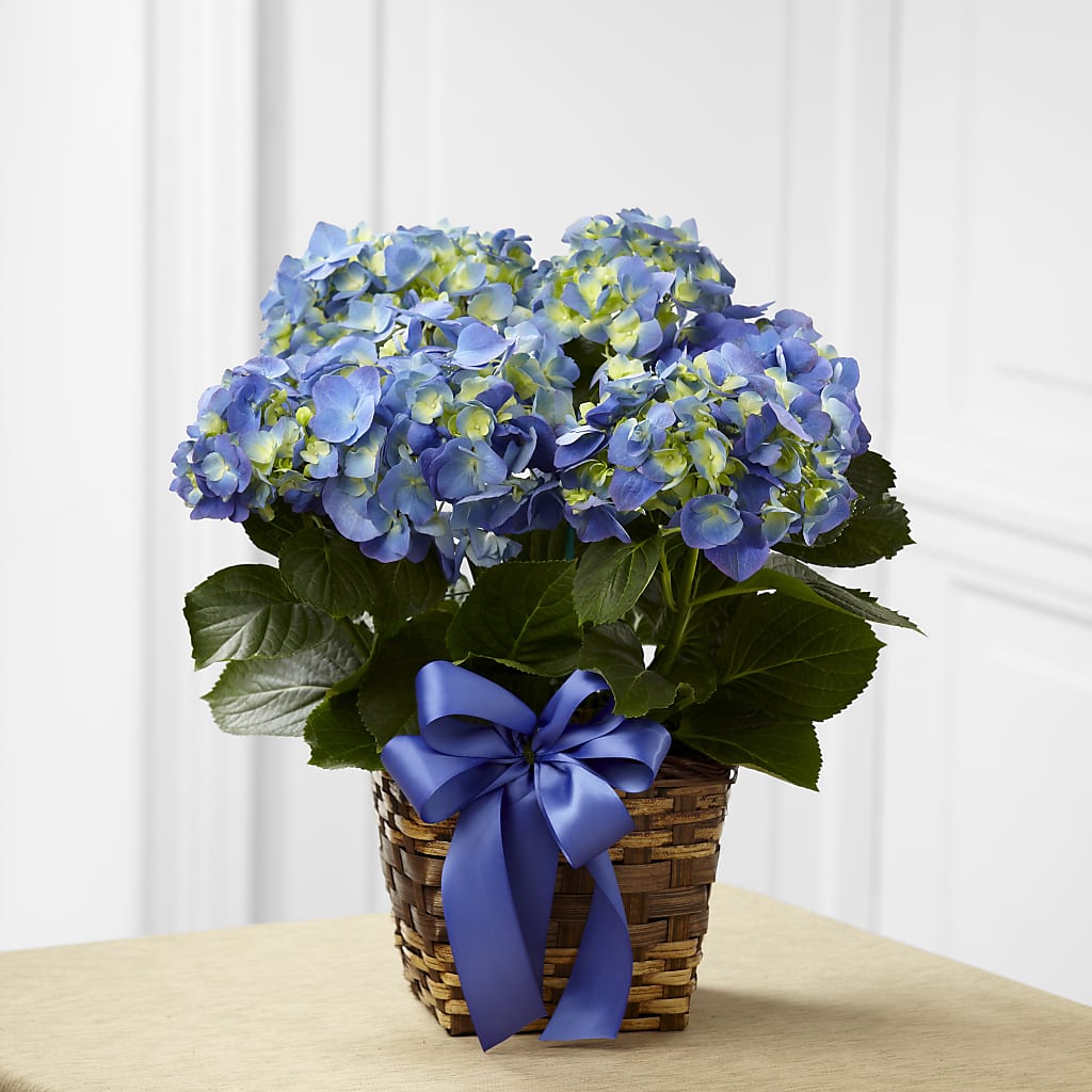Blue Hydrangea Planter – Brown Pleasance Florists Inc, Lakewood OH