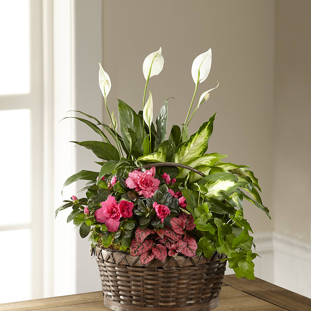 Dream in Pink Dishgarden – Brown Pleasance Florists Inc, Lakewood OH