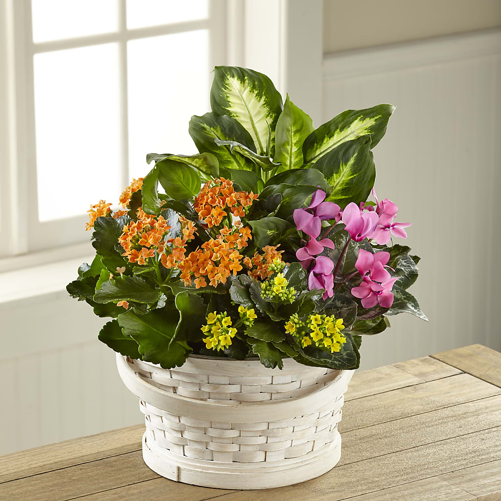 Color Crush Dishgarden – Brown Pleasance Florists Inc, Lakewood OH