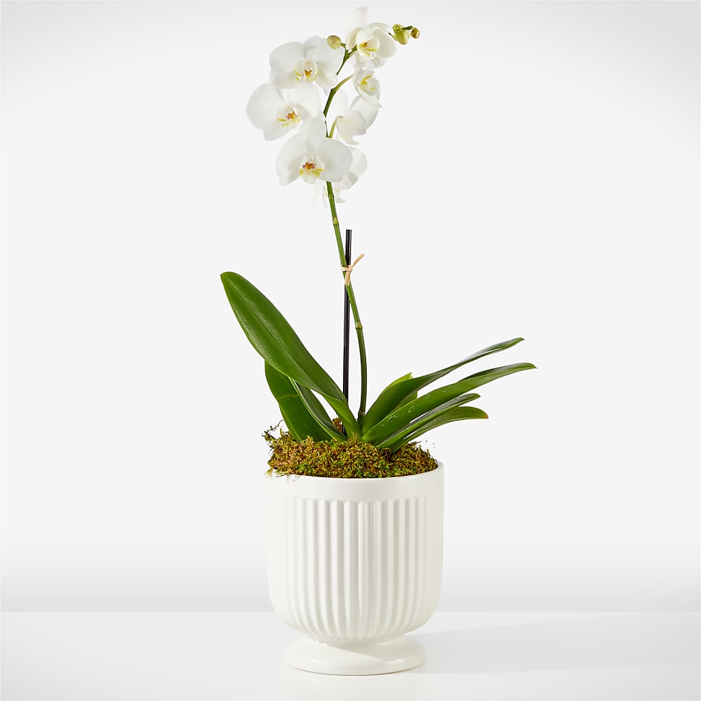 Whispering White Orchid – Brown Pleasance Florists Inc, Lakewood OH