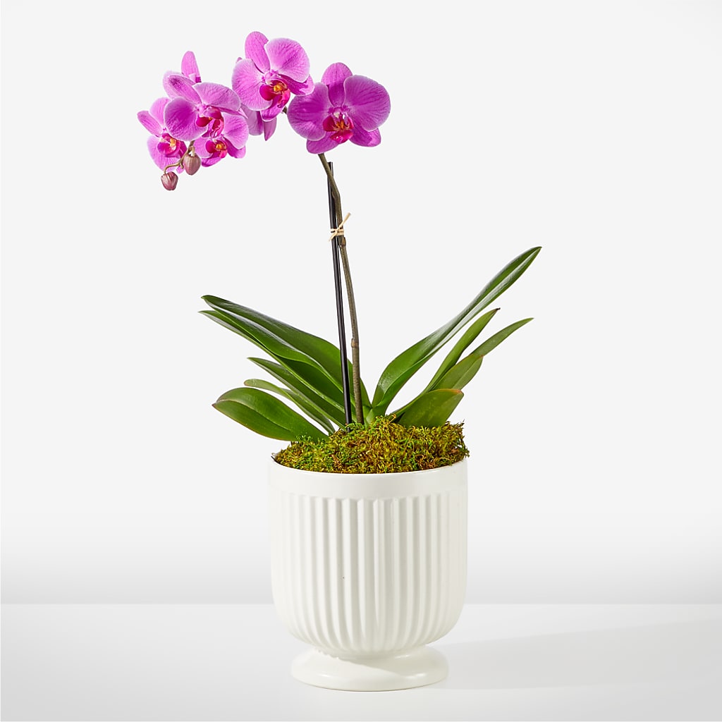 Friendly Fuchsia Orchid – Brown Pleasance Florists Inc, Lakewood OH