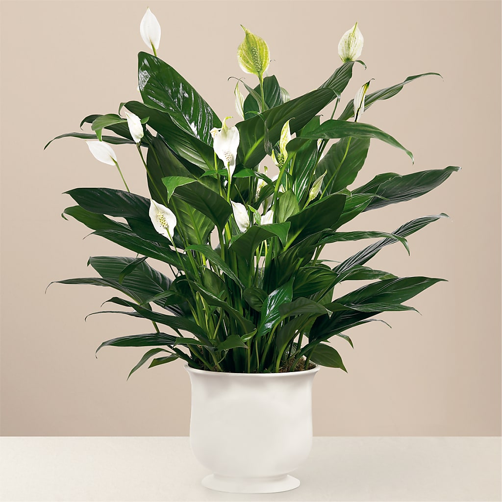 Comfort Planter – Brown Pleasance Florists Inc, Lakewood OH