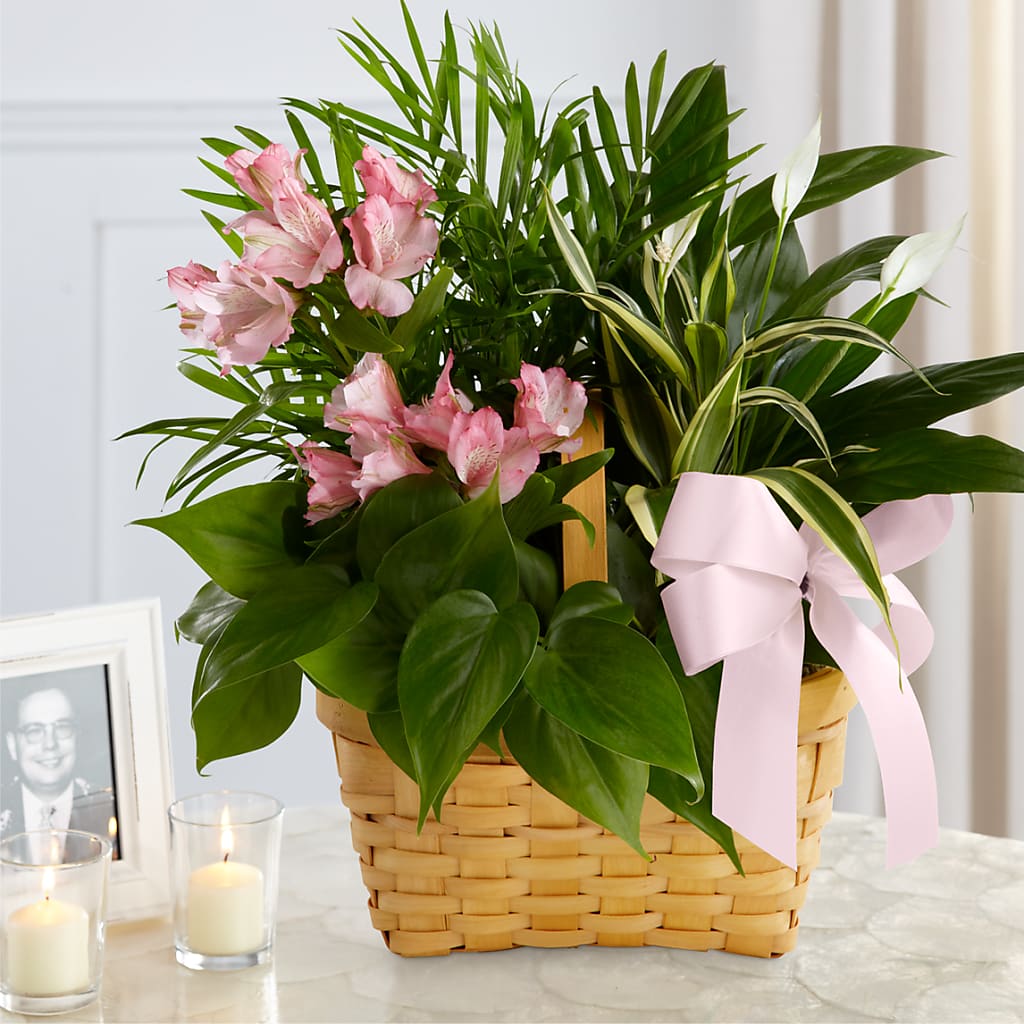 Living Spirit Dishgarden – Brown Pleasance Florists Inc, Lakewood OH