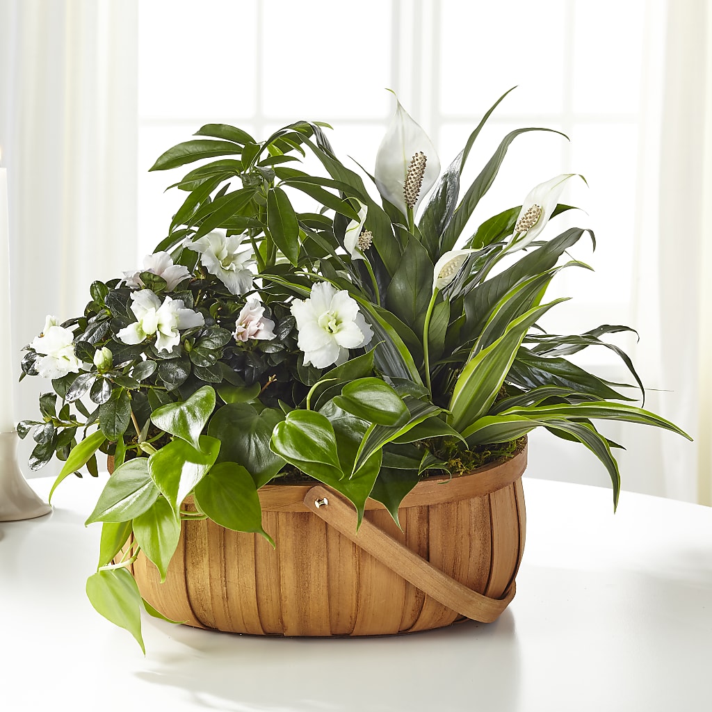 Serene Dishgarden – Brown Pleasance Florists Inc, Lakewood OH