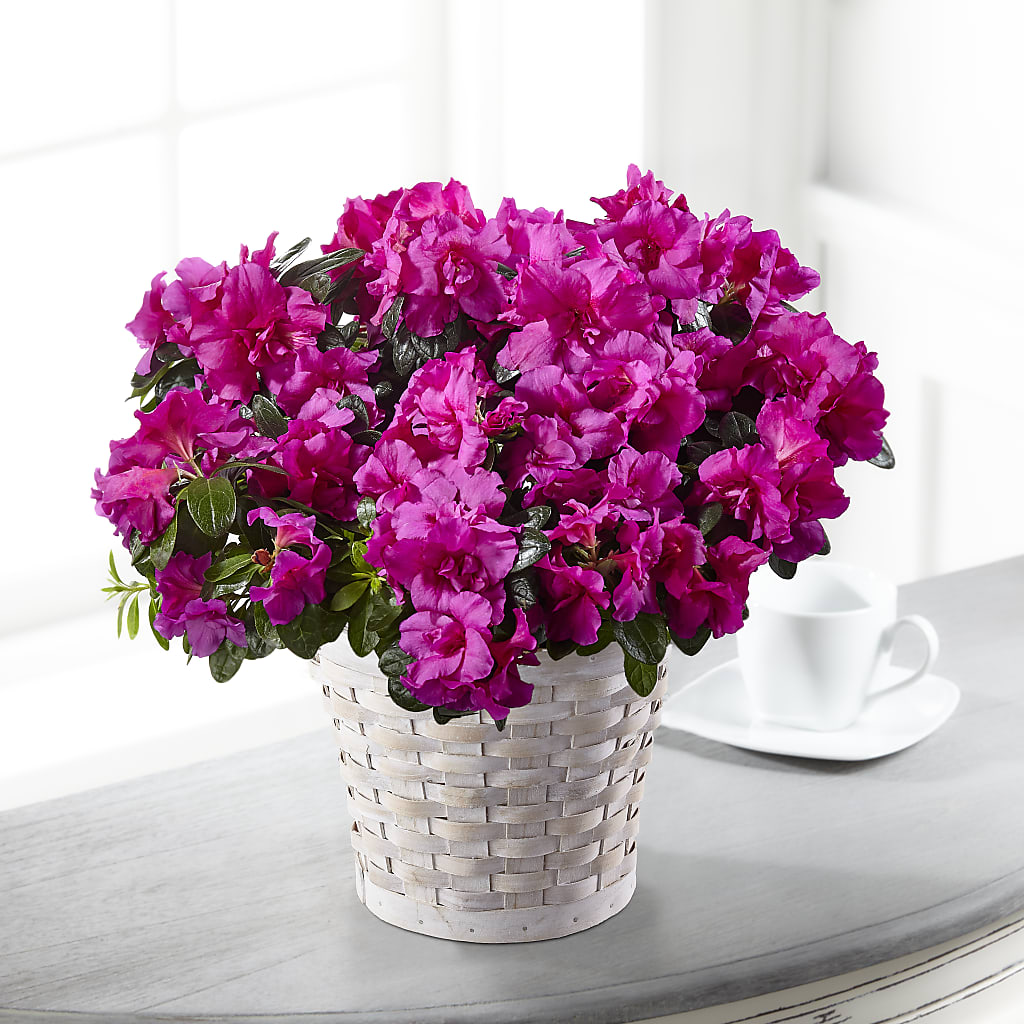 Hope & Serenity Azalea Plant – Brown Pleasance Florists Inc, Lakewood OH