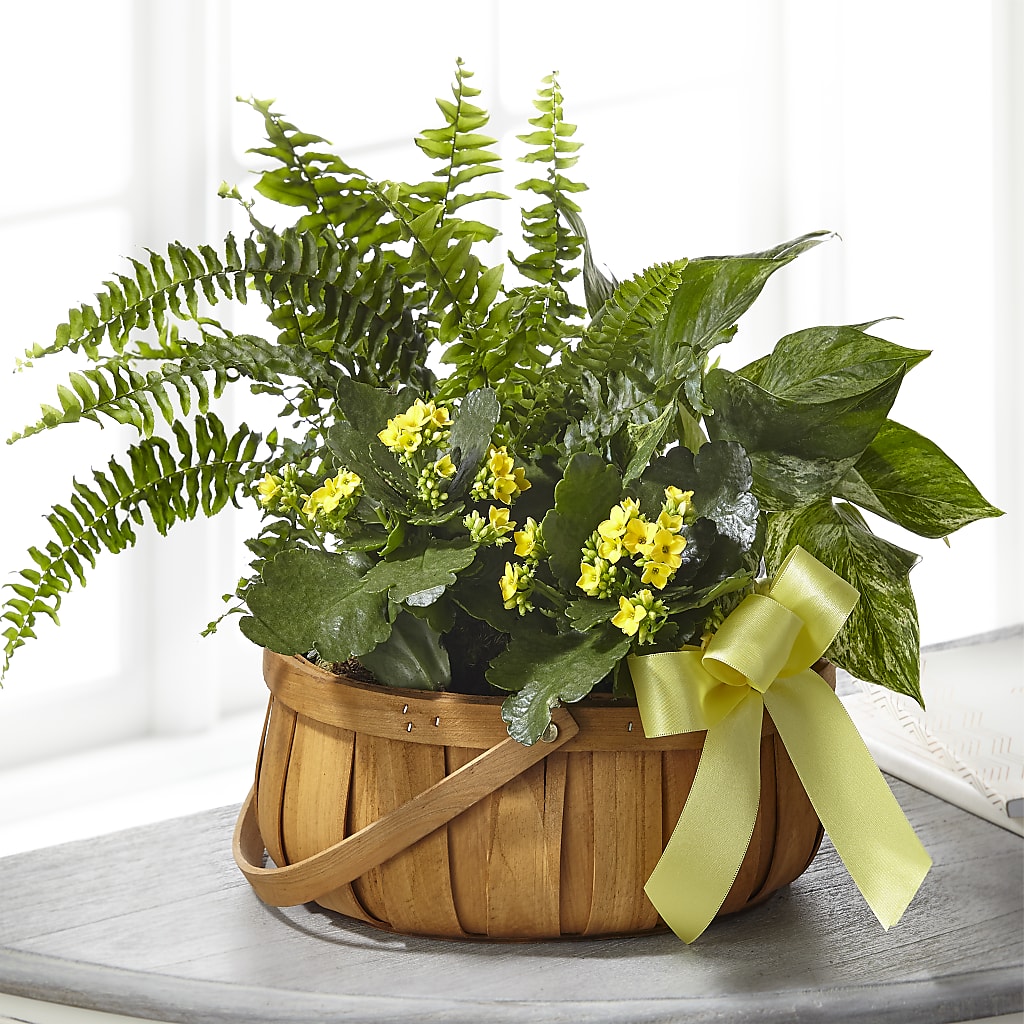 Always Dear Dishgarden – Brown Pleasance Florists Inc, Lakewood OH