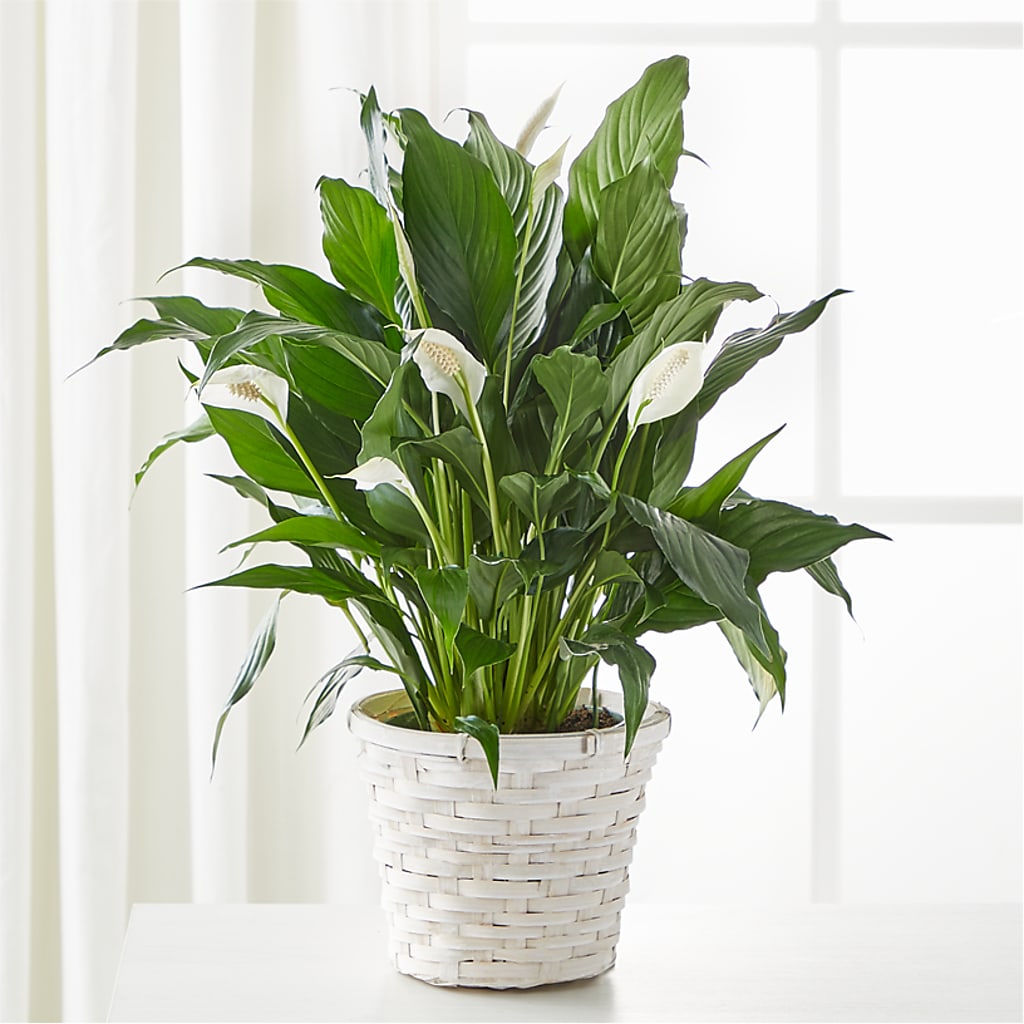 A New Leaf Peace Lily – Brown Pleasance Florists Inc, Lakewood OH