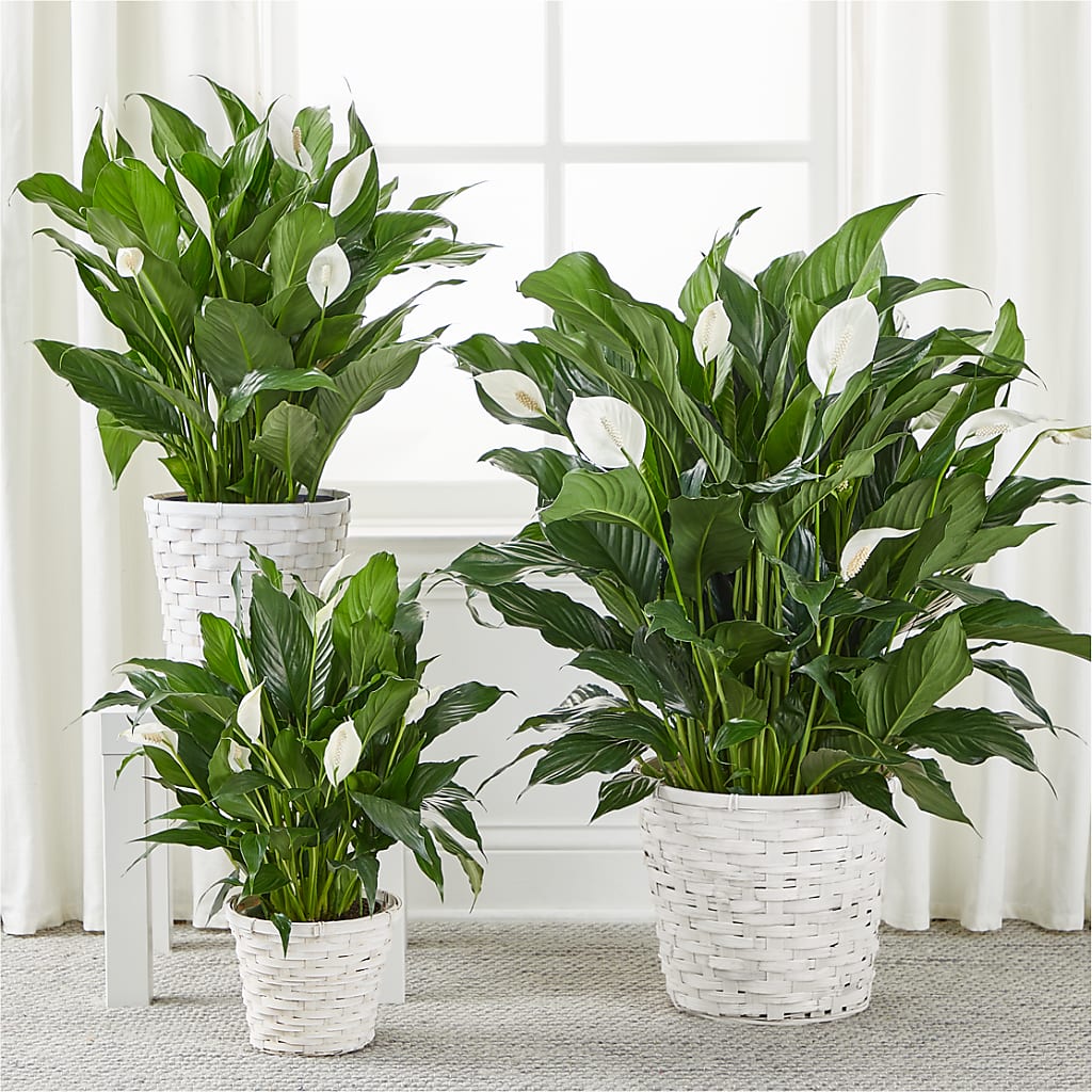 A New Leaf Peace Lily – Brown Pleasance Florists Inc, Lakewood OH
