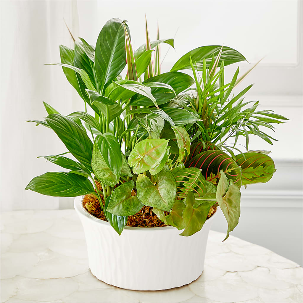 Balance & Harmony Dishgarden – Brown Pleasance Florists Inc, Lakewood OH