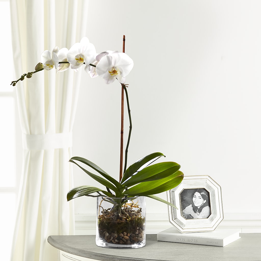 White Orchid Planter – Brown Pleasance Florists Inc, Lakewood OH