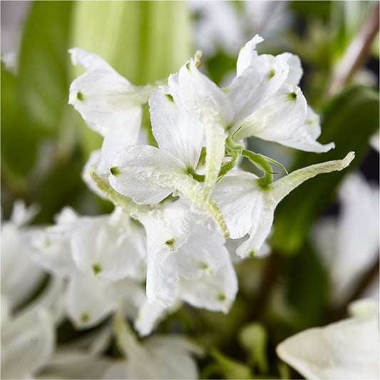 Classic Ivory – A Florist Original – Brown Pleasance Florists Inc, Lakewood OH