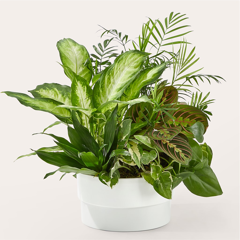 Radiating Positivity Dishgarden – Brown Pleasance Florists Inc, Lakewood OH