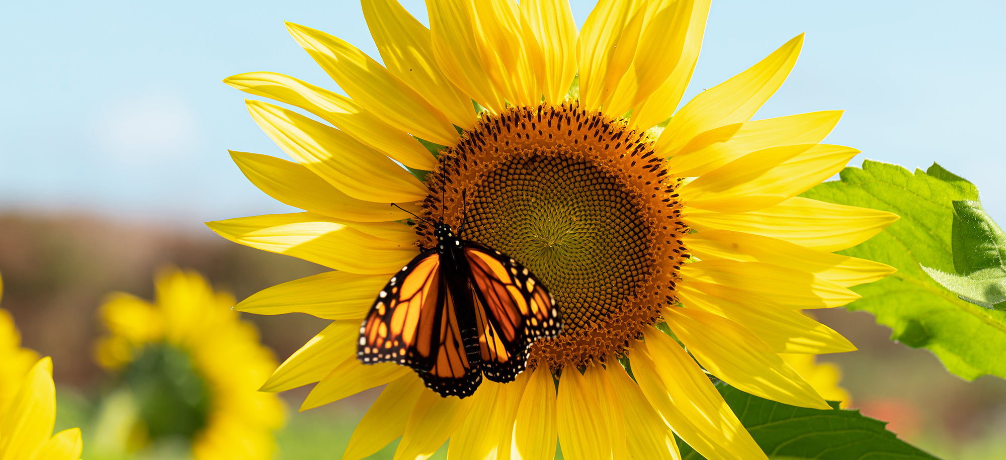 Summer Flowers Delivery Lakewood Brown Pleasance Florists IncPage 3