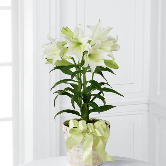 Easter Lily Plant –  Brown Pleasance Florists Inc, Lakewood OH