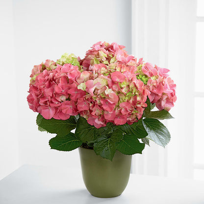 Pink Hydrangea Planter –  Brown Pleasance Florists Inc, Lakewood OH