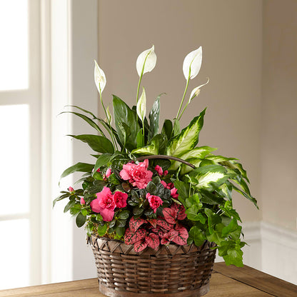 Dream in Pink Dishgarden –  Brown Pleasance Florists Inc, Lakewood OH