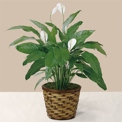 Tranquil Moments Peace Lily Plant –  Brown Pleasance Florists Inc, Lakewood OH