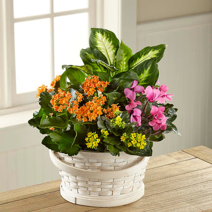 Color Crush Dishgarden –  Brown Pleasance Florists Inc, Lakewood OH