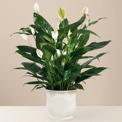 Comfort Planter –  Brown Pleasance Florists Inc, Lakewood OH