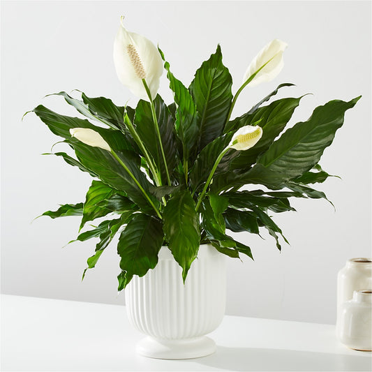 Comfort Planter –  Brown Pleasance Florists Inc, Lakewood OH