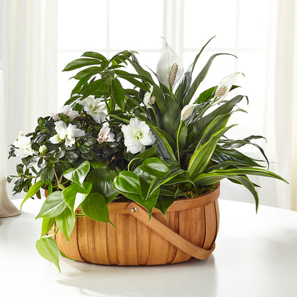 Serene Dishgarden –  Brown Pleasance Florists Inc, Lakewood OH