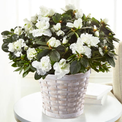White Azalea Plant –  Brown Pleasance Florists Inc, Lakewood OH