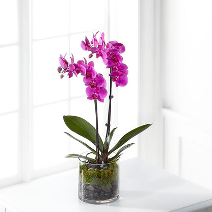 Pink Orchid Plant –  Brown Pleasance Florists Inc, Lakewood OH
