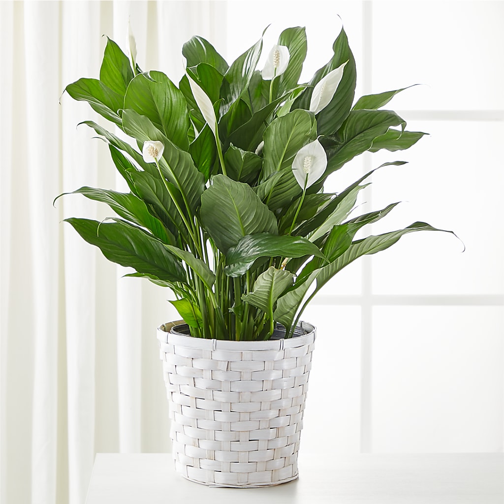 peace lily plant brown flowers A New Leaf Peace Lily – white flower arrangement | Lakewood, OH