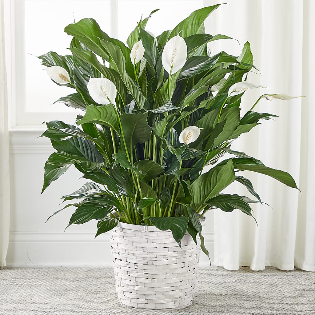 peace lily with brown flowers A New Leaf Peace Lily