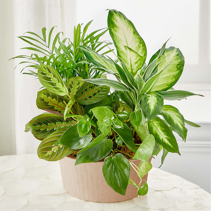 Balance & Harmony Dishgarden –  Brown Pleasance Florists Inc, Lakewood OH