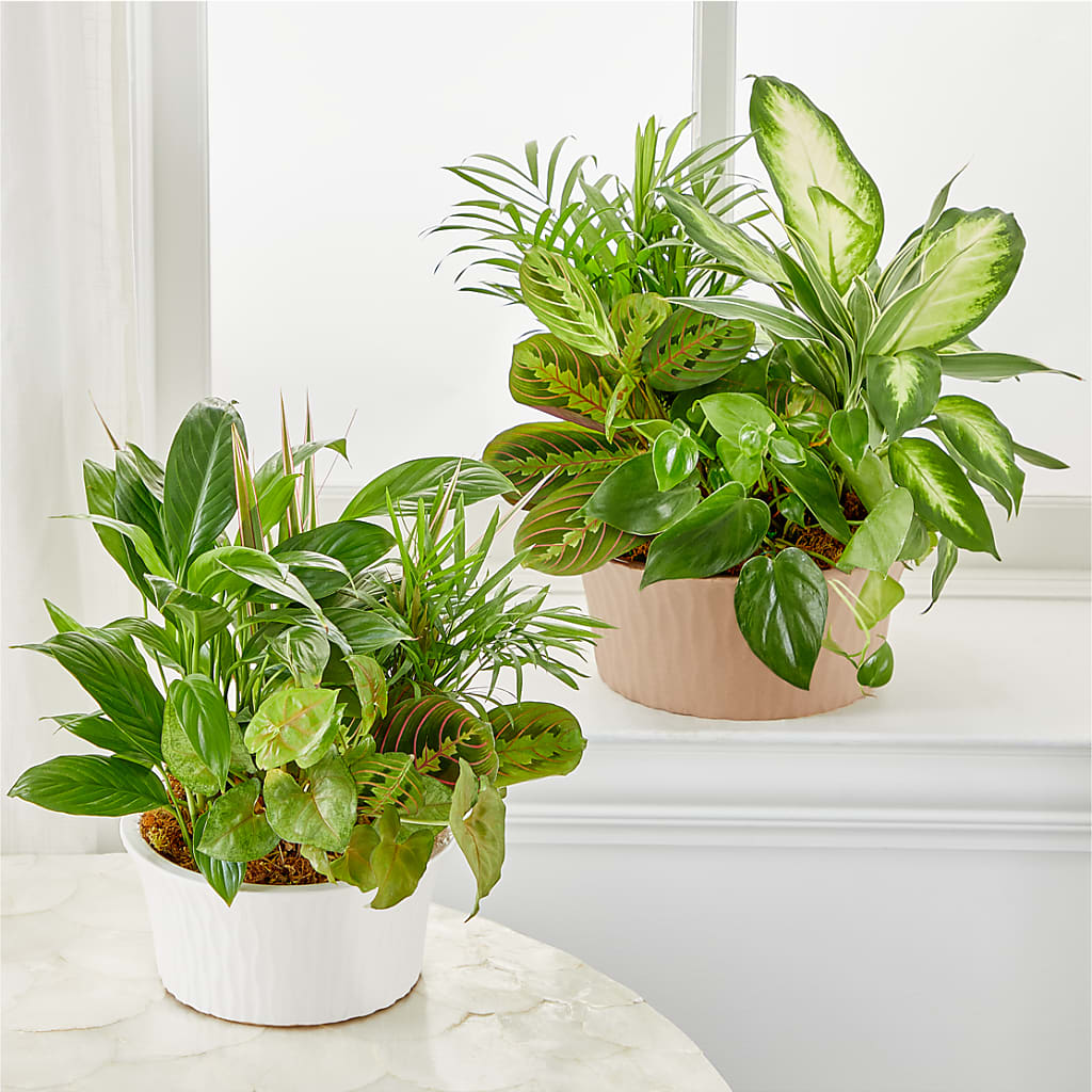 Balance & Harmony Dishgarden –  Brown Pleasance Florists Inc, Lakewood OH