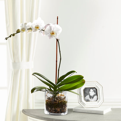 White Orchid Planter –  Brown Pleasance Florists Inc, Lakewood OH