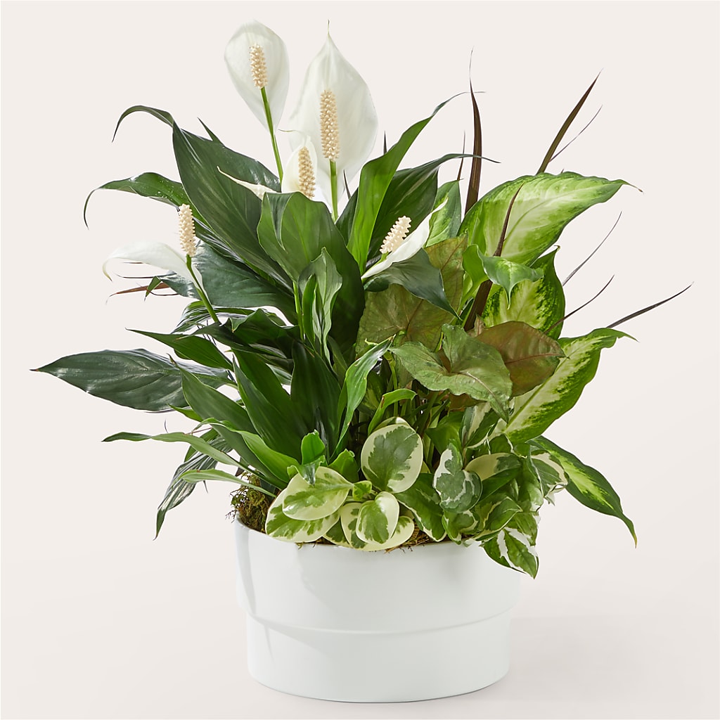 Plants flowers in Lakewood, OH | Brown Pleasance Florists Inc
